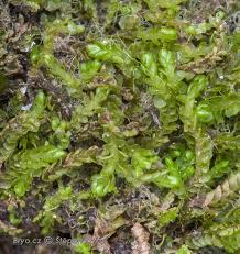 Attēlu rezultāti vaicājumam “Nardia geoscyphus”