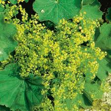 Image result for Alchemilla mollis