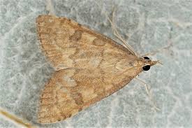 Attēlu rezultāti vaicājumam “Udea fulvalis”