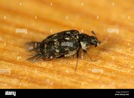 Attēlu rezultāti vaicājumam “Anthrenus verbasci”