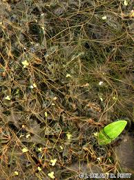 Attēlu rezultāti vaicājumam “Potamogeton trichoides”