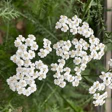 Image result for Achillea millefolium