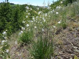 Attēlu rezultāti vaicājumam “Anthericum ramosum”