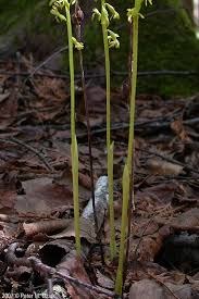 Attēlu rezultāti vaicājumam “Corallorhiza trifida”