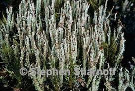 Attēlu rezultāti vaicājumam “Cladonia squamosa”