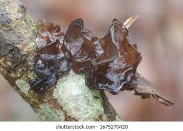 Attēlu rezultāti vaicājumam “Exidia truncata”