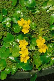 Image result for Seekanne