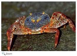 Attēlu rezultāti vaicājumam “Crustacea”