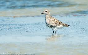 Attēlu rezultāti vaicājumam “Pluvialis squatarola adult”