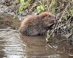 Attēlu rezultāti vaicājumam “Castor fiber”