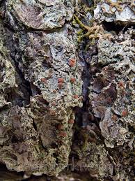 Attēlu rezultāti vaicājumam “Bacidia rubella”