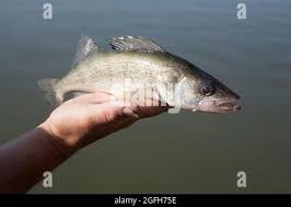 Image result for Sander vitreus