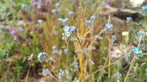 Attēlu rezultāti vaicājumam “Myosotis ramosissima flower”