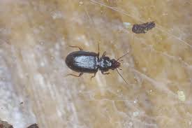 Attēlu rezultāti vaicājumam “Tachyta nana”