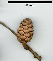 Attēlu rezultāti vaicājumam “Larix decidua”