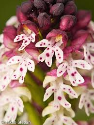 Attēlu rezultāti vaicājumam “Orchis ustulata”