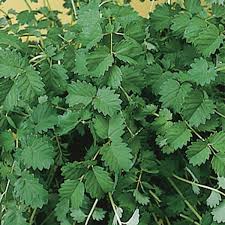 Attēlu rezultāti vaicājumam “Poterium sanguisorba”