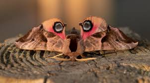 Attēlu rezultāti vaicājumam “Smerinthus ocellata”