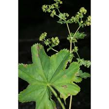 Attēlu rezultāti vaicājumam “Alchemilla subcrenata”