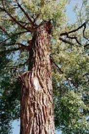 Attēlu rezultāti vaicājumam “Populus x gileadensis”