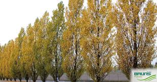 Attēlu rezultāti vaicājumam “Populus nigra Italica leaf”