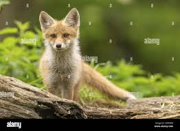 Attēlu rezultāti vaicājumam “Vulpes vulpes  juvenile”