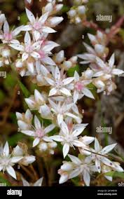 Attēlu rezultāti vaicājumam “Sedum album flower”