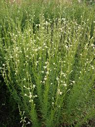 Attēlu rezultāti vaicājumam “Silene tatarica”