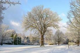 Attēlu rezultāti vaicājumam “Quercus robur”