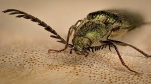 Attēlu rezultāti vaicājumam “Ctenicera pectinicornis”