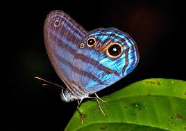 Attēlu rezultāti vaicājumam “Vacciniina optilete underside”