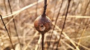 Attēlu rezultāti vaicājumam “Solidago canadensis fruit”