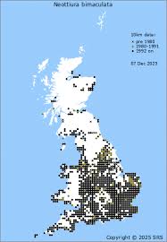 Attēlu rezultāti vaicājumam “Neottiura bimaculata female”
