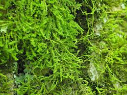 Attēlu rezultāti vaicājumam “Pseudotaxiphyllum elegans macro”