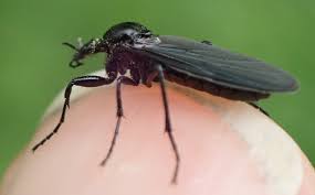 Attēlu rezultāti vaicājumam “Bibionidae female”