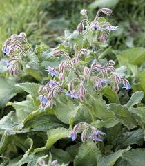 Image result for Borago officinalis