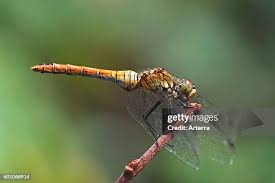 Attēlu rezultāti vaicājumam “Sympetrum vulgatum female”