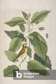 Image result for Wilsonia citrina