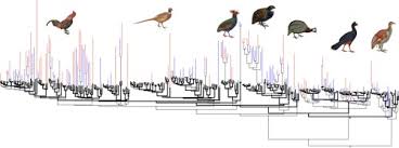 Attēlu rezultāti vaicājumam “Galliformes”