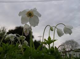 Attēlu rezultāti vaicājumam “Anemone sylvestris fruit”