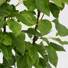 Attēlu rezultāti vaicājumam “Pyrus communis leaf”