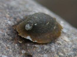 Attēlu rezultāti vaicājumam “Ancylus fluviatilis”