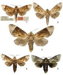 Attēlu rezultāti vaicājumam “Cossidae”