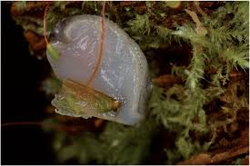 Attēlu rezultāti vaicājumam “Buxbaumia viridis sporophyte”