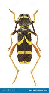 Attēlu rezultāti vaicājumam “Clytus arietis”