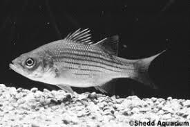 Image result for Morone americana