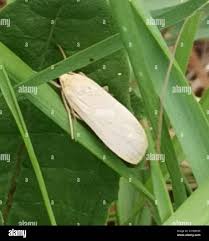 Attēlu rezultāti vaicājumam “Eilema depressa”