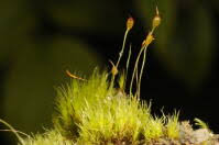 Attēlu rezultāti vaicājumam “Dicranella cerviculata”