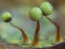 Attēlu rezultāti vaicājumam “Cribraria aurantiaca stalked”