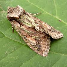 Attēlu rezultāti vaicājumam “Allophyes oxyacanthae”